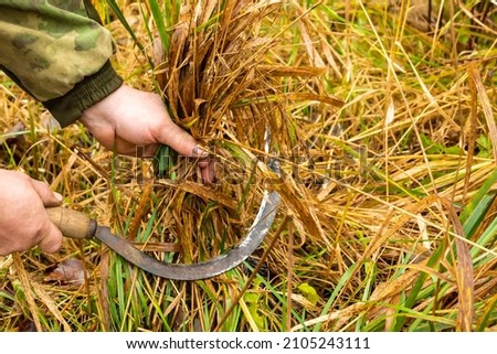 a sickle in the hands of a man cutting grass. background picture.
