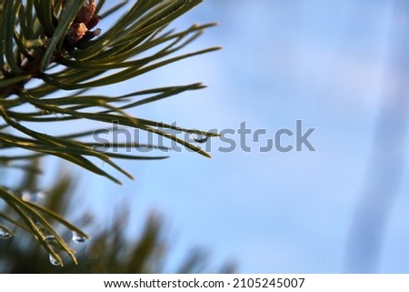 Rain drops on a pine branch. Selective focus. High quality photo Royalty-Free Stock Photo #2105245007