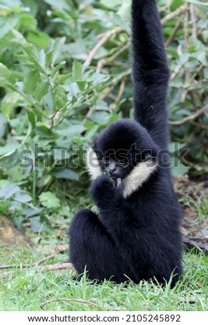 Closeup image of a Northern white-cheeked gibbon (Nomascus leucogenys) monkey in the forest