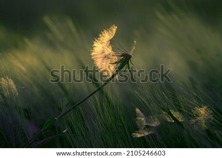 dandelion on a background of green grass. Nature and floral botany