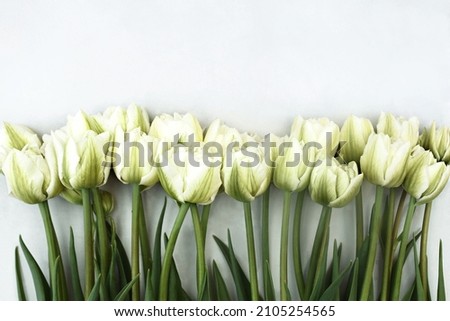 Blossoming white and light pink tulips, daffodils and spring flowers festive background, bright springtime bouquet floral card, selective focus