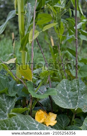 Three sisters companion planting  - beans with green pods climbing corn flower, pumpkins and squashes are shading the ground in the wild vegetable garden. Royalty-Free Stock Photo #2105256356