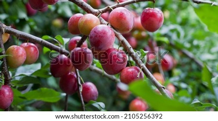 Orchard plum renkloda opal with purple pink sweet fruit ready to harvest.