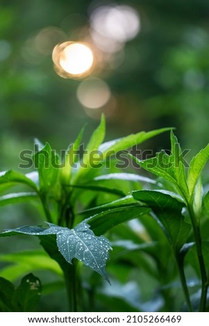 Closeup of Water Droplets on a Leaf at Golden Hour Shallow Depth of Field