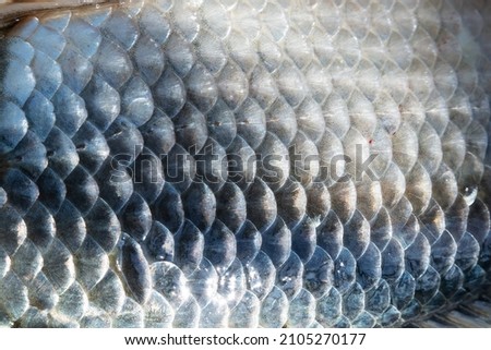Fish scales abstract texture. Surface backdrop. Scale effect pattern. Natural background. Graphic resource. Royalty-Free Stock Photo #2105270177