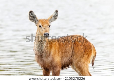 Waterbuck (Kobus ellipsiprymnus). After an attack by hyena, this waterbuck calf fled into the water and was unharmed, but left alone in a Game reserve in South Africa