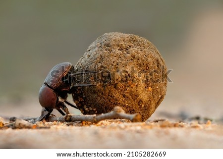 Dung beetle with his dung ball to impress the ladies in a Game Reserve, part of the greater Kruger region in South Africa Royalty-Free Stock Photo #2105282669