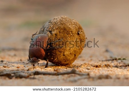 Dung beetle with his dung ball to impress the ladies in a Game Reserve, part of the greater Kruger region in South Africa Royalty-Free Stock Photo #2105282672