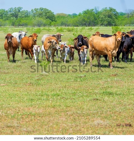 A herd of cattle consisting of cows and calf in a pasture Royalty-Free Stock Photo #2105289554