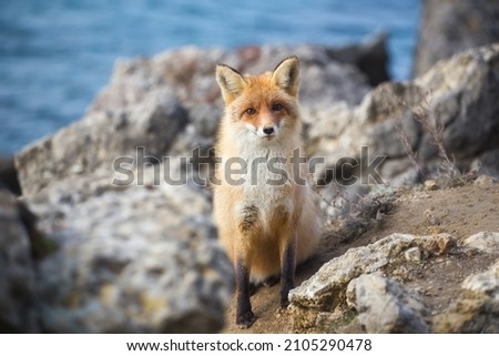 Red fox close-up.Portrait of an animal. Predator, Wildlife.