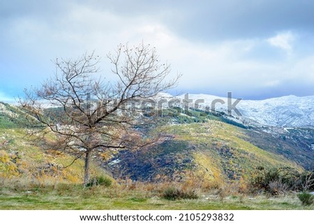 tree without leaves and snowy mountain of Hervas in autumn, Extremadura