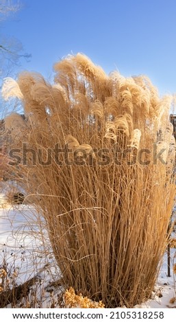 Bronze colored Miscanthus sinensis on a clear wintry day with blue skies and snow in the background 