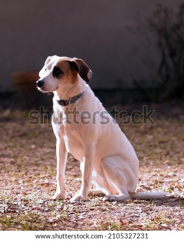 A white, black, and brown dog sitting on a patch of sandy grass in a yard.