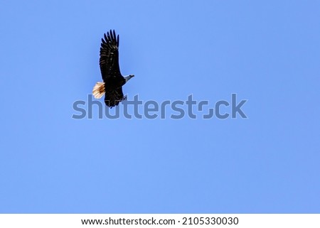 Bald eagle in flight, Delta, BC, Canada