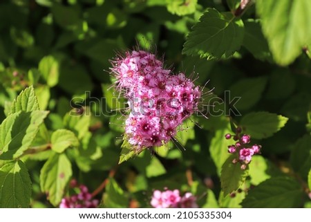 Delicate pink flowers blooming on a Little Princess Spirea Royalty-Free Stock Photo #2105335304