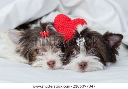 Two cute biewer yorkshire terrier puppies lying with red heart  together under a white blanket on a bed at home