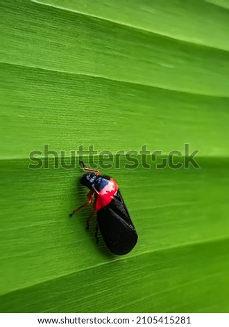 A beautiful red and black coloured bug sat on a green leaf looks great with its texture and colour and make the picture looks aesthetic!