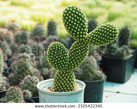 Cactus called Bunny Ear Cactus, Bunny Cactus or Polka Dot Cactus in a pot on a green background. Royalty-Free Stock Photo #2105422340