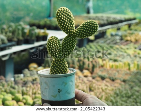 Cactus called Bunny Ear Cactus, Bunny Cactus or Polka Dot Cactus in a pot on a green background. Royalty-Free Stock Photo #2105422343
