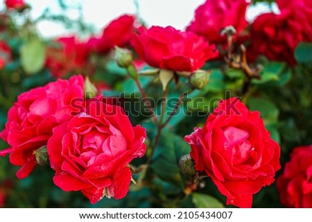 Red roses in bloom at the garden.