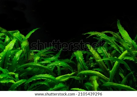Photo of aquarium plants. Cryptocoryne is green. Aquarium with plants. Plants on a black background. Aquascape. Space for text.