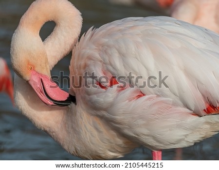 Close up of Flamingos in Camargue, France