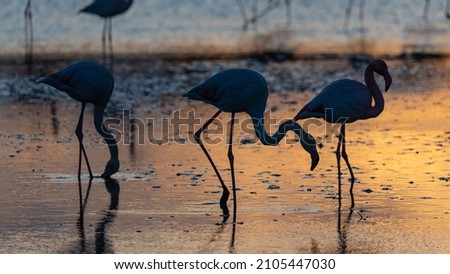 Silhouette of Flamingos in Sunset, Camargue, France