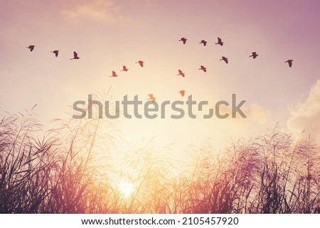 Birds flying and grass flower on sunset sky and cloud abstract background. Freedom and nature environment concept. Vintage tone filter effect color style.