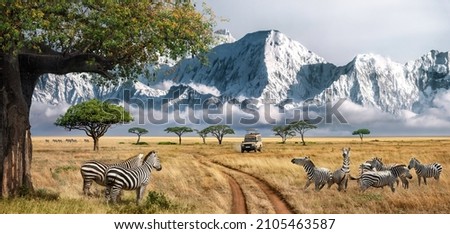 Safari in Africa, traveling by car, watching zebras and antelopes in the savannah on background mountains. Adventure and wildlife exploration in Africa. Royalty-Free Stock Photo #2105463587