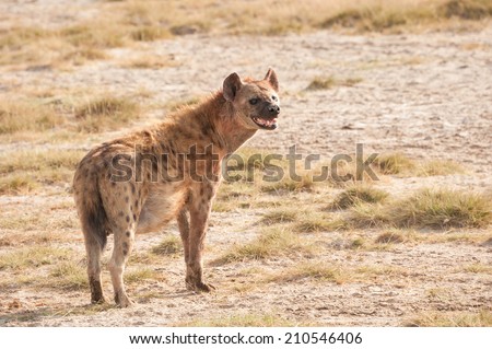 Spotted Hyena (Crocuta crocuta) in the wild
