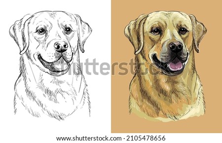 Realistic isolated head of labrador retriever dog vector hand drawing illustration monochrome and color. For decoration, coloring books, design, print, posters, postcards, stickers, t-shirt