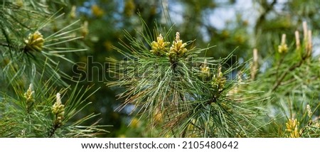 Young green pine male cones of Pitsunda pine Pinus brutia pityusa. Landscape for any spring wallpaper. 