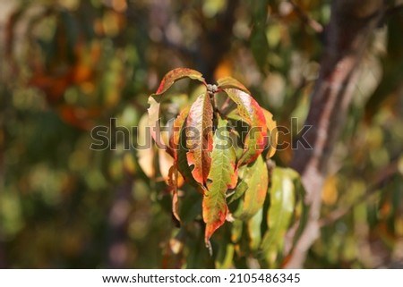 golden yellow plant in the middle on a sunny winter's day and nature background