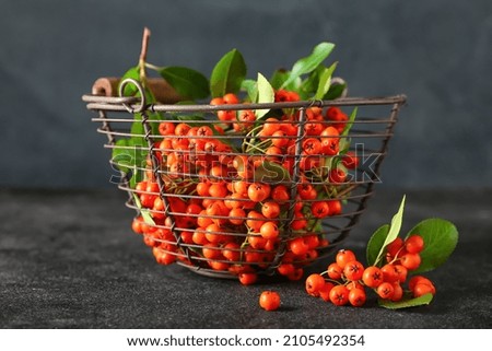 Basket with ripe rowan berries on dark background