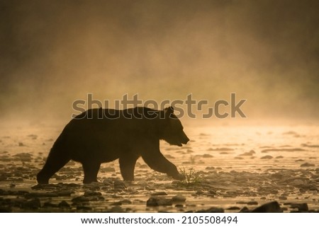 Brown Bear (Ursus arctos). The Bieszczady Mountains, Carpathians, Poland.
