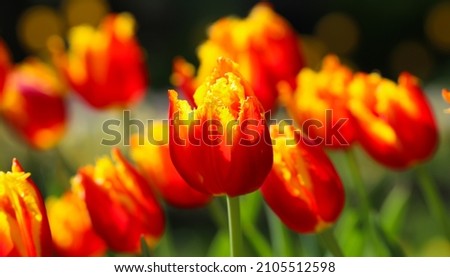 Group of red tulips with selective focus in the park. Spring landscape. Large format