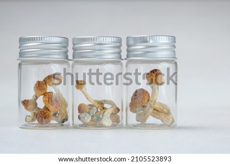  Psilocybin psychedelic magic mushrooms Golden Teacher in glass jar  Royalty-Free Stock Photo #2105523893