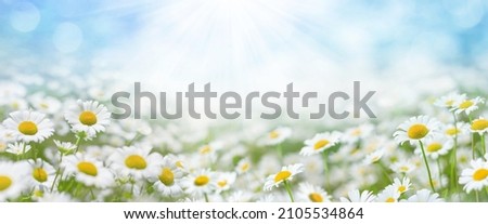 Beautiful daisies in the sun. Summer bright landscape with daisy wildflowers in the meadow. Summer background with wildflowers.
