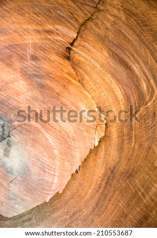  Annual rings of a big tree trunk 