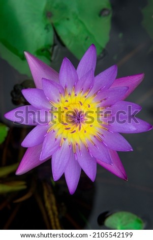 lotus, waterlily, teratai flower Beautiful blooming in pond or lake. nature background is popular for offering to monks because represents good. in Asia is flowers auspicious thing. Aquatic plant.