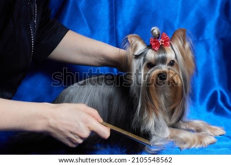Dog yorkshire terrier on a blue background.