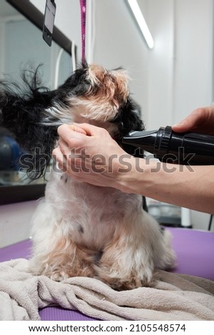 Wet Shitzu or Shih tzu dog. Pet groomer washing dog from the shower. Selective focus.