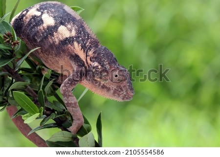 Female chameleon panther climbing on branch, chameleon panther on branch, Chameleon panther closeup