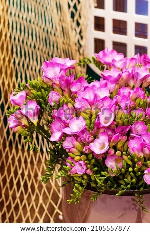 Freesia pink flower close-up bouquet, background still-life with fishing net