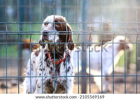 White and brown colored setter in the cage and shelter. The setter is a type of gundog used most often for hunting game such as quail, pheasant, and grouse.  Royalty-Free Stock Photo #2105569169