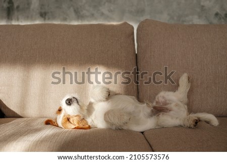 Wire Haired Jack Russell Terrier puppy in the dog bed looking at the camera. Small rough coated doggy with funny fur stains resting in a lounger at home. Close up, copy space, background Royalty-Free Stock Photo #2105573576