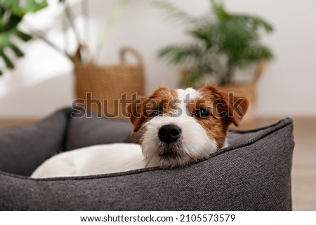 Portrait of four months old wire haired Jack Russell Terrier puppy sleeping in the dog bed. Small rough coated doggy with funny fur stains resting in a lounger. Close up, copy space, background. Royalty-Free Stock Photo #2105573579