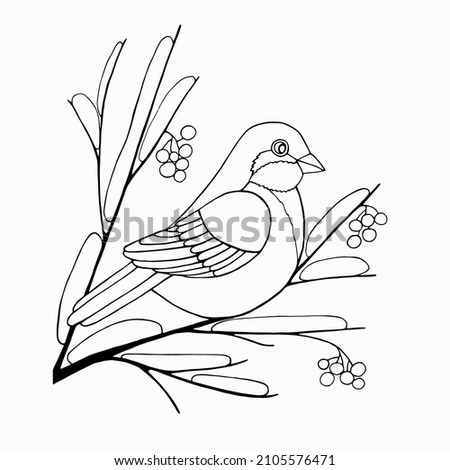 Black and white image of a sparrow sitting on a branch with berries. Vector hand-drawn image for children's coloring books, posters, postcards, stickers