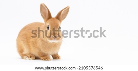 Little dwarf rabbit isolated on white