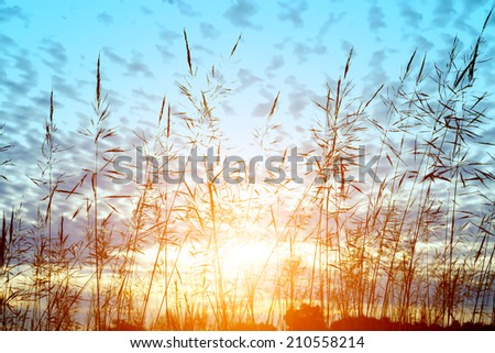 wild grass in sunset counterlight